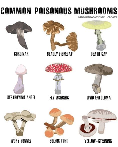 Mushroom Poisoning in Dogs