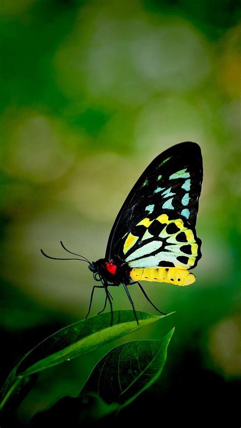 Butterfly iPhone Wallpapers (52 pictures) - WallpaperBoat