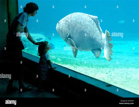 Ocean aquarium uShaka Marine World, Durban, South Africa Stock Photo ...