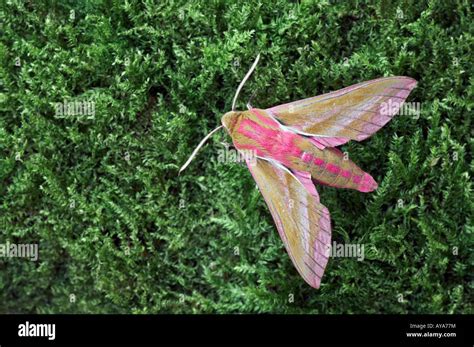 Elephant hawk moth, Deilephila elpenor Stock Photo - Alamy