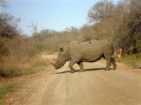 How to Plan a Self-Drive Safari in Kruger National Park | Anna Everywhere