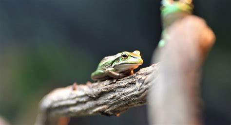 Aussie Ark Celebrate Breeding Success with Rare Frogs | The Animal Facts