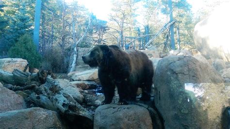 Guide to Colorado Springs: Cheyenne Mountain Zoo - Vivre Blog