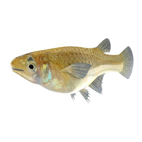 Gambusia stock image. Image of gambusia, gambezi, fish - 48759783