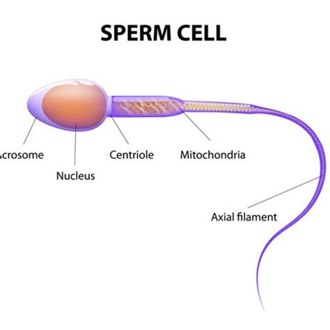 Schematic of a healthy sperm cell (left) versus an abnormal sperm cell ...