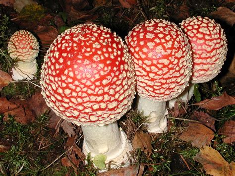 Fungus Gallery :: Amanita :: AAAA3534