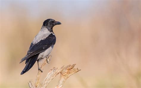 Hooded Crow