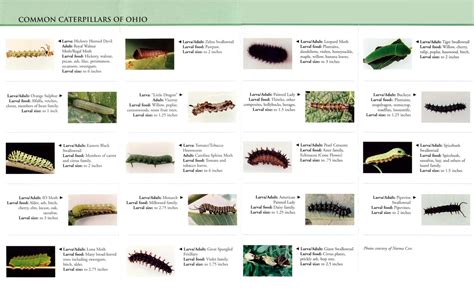 Free Printable Caterpillar Identification Charts [PDF]