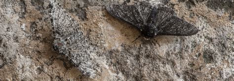 A Lesson in Natural Selection: Evolution of the Peppered Moth - MONQ