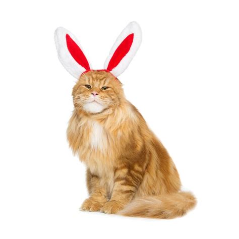 36,000+ Cat With Rabbit Ears Pictures