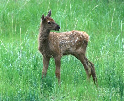 Baby Elk by Don Ellis | Pet birds, Animals and pets, Animal photography