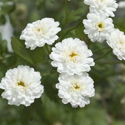 ACHILLEA PTARMICA BALLERINA SEEDS - PURE WHITE DOUBLE FLOWERS - 250 SEEDS