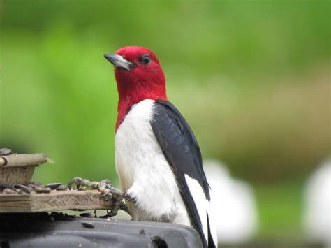 Blue Jay Barrens: Red-headed Woodpeckers