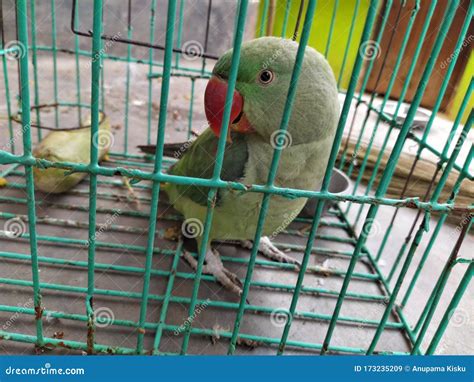 Green Color One Parrot in a Cage Stock Image - Image of house, parrot: 173235209