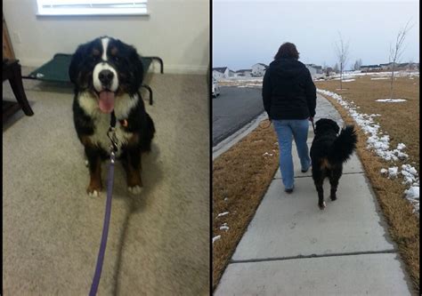 Bernese Mountain Dog Training - Utah Dog Trainer - Wasatch Canine Camp