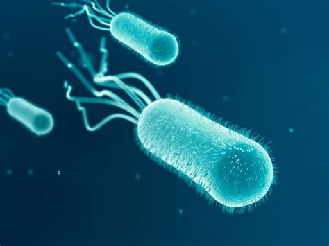 Escherichia Coli nelle urine: sintomi, cause e cura