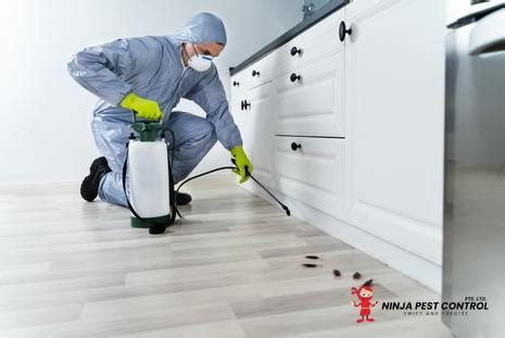 Cockroach Control Singapore | Ninja Pest Control