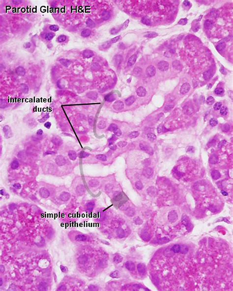 Parotid Gland Normal Histology