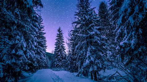 Snowy Forest Virtual Backgrounds - VirtualOffice.ninja