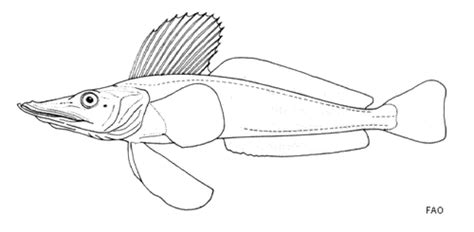 Suborder Notothenioidei · iNaturalist