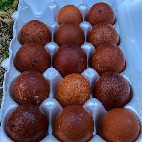 Black Copper Marans: History, Appearance, Eggs and Care