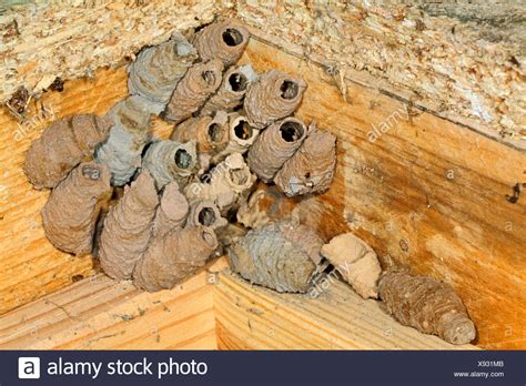 Wasp Mud Dauber Nest High Resolution Stock Photography and Images - Alamy