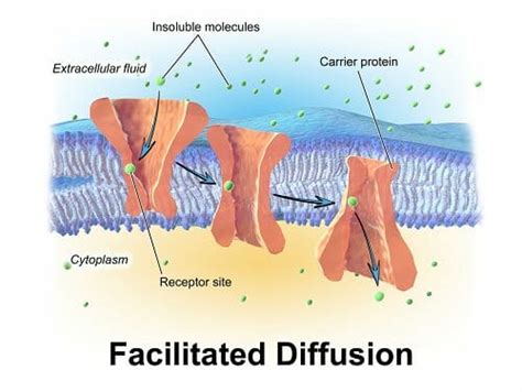 Passive Transport - Definition and Examples | Biology Dictionary