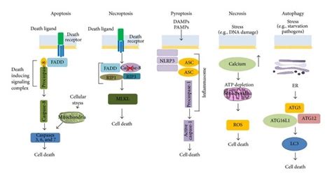 Cell death pathways. Apoptosis, necroptosis, and pyroptosis are ...