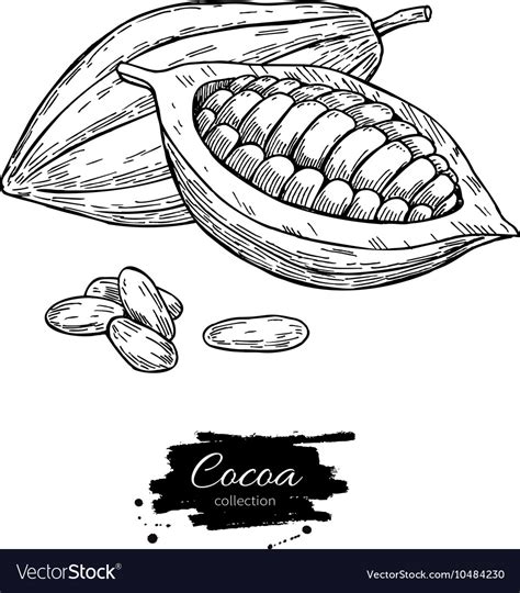 Cocoa superfood drawing set isolated hand Vector Image