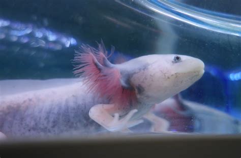 All About Axolotl Regeneration - Can Axolotl Regrow Their Brain? - axolotl-care