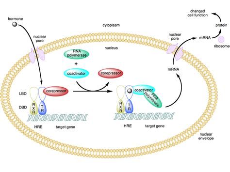 Steroid Hormone Receptors | Lecturio Online Medical Library