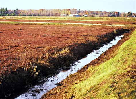 Amid A Boom, Wisconsin Cranberry Growers Look To Future Markets | WisContext