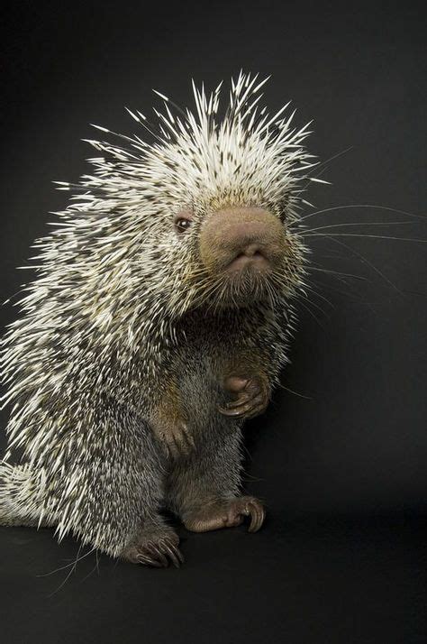 16 Best Prehensile-tailed porcupine baby images | Porcupine, Baby animals, Baby porcupine