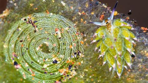 Leaf sheep (Costasiella kuroshimae) with spiral-shaped egg mass : r ...