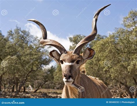 Kudu Antelope stock photo. Image of horns, selective - 30340232