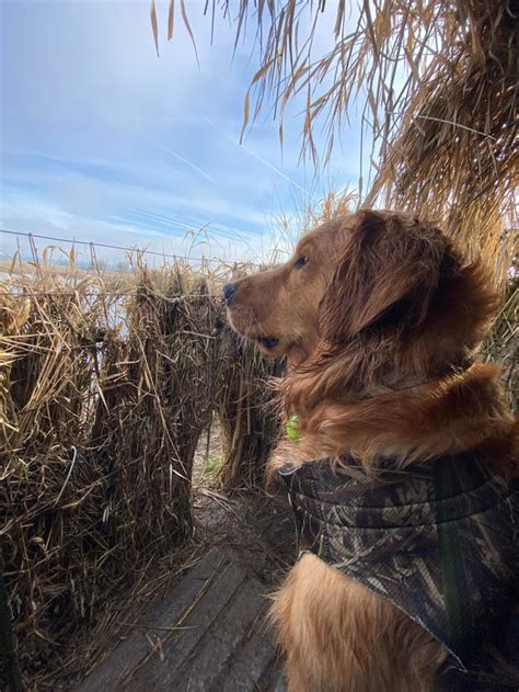 A watchful Dodo in his natural habitat : r/goldenretrievers