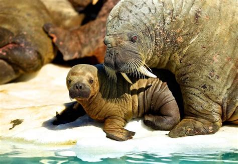 walrus and his baby photo | One Big Photo