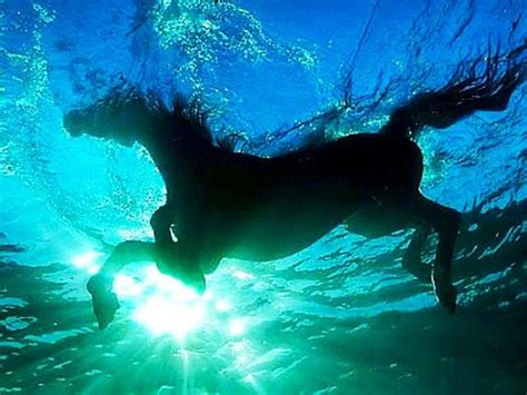 Beautiful | Horses, Underwater photography, Underwater