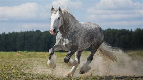 The Largest Horse Breed In The World