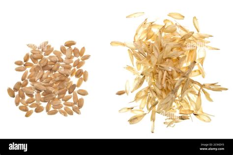 Wheat grain and husk isolated on white background Stock Photo - Alamy