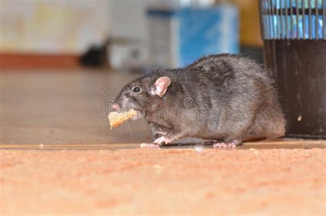 Black pet rat stock photo. Image of room, home, house - 107535878