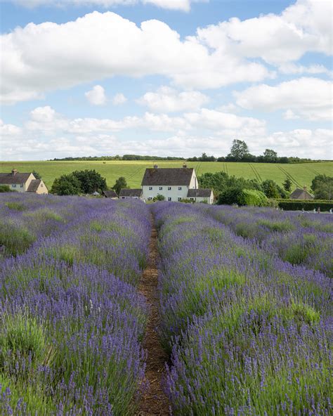 Exploring Lavender Fields In The Cotswolds | Snowshill Lavender - Adell Baker