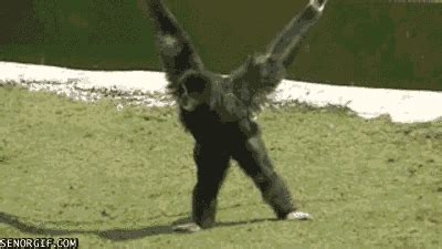 Funny animal gifs - part 98 (10 gifs) | Amazing Creatures