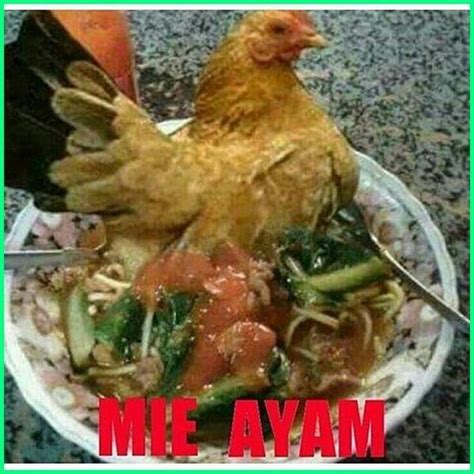 ternak ayam arab rumahan