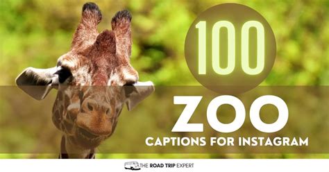 100 Incredible Zoo Captions for Instagram (Hilarious Puns!)