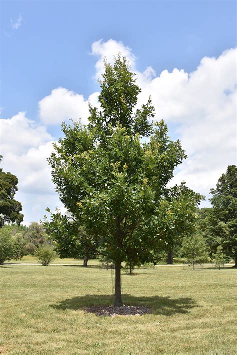 Heritage English Oak (Quercus x macdanielii 'Clemons') in Denver Centennial Littleton Aurora ...