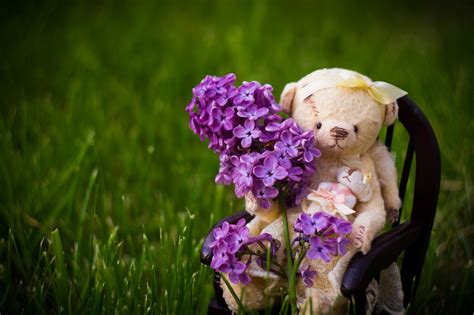 Pin by Vilteddy on Teddy Bear | Teddy bear, Teddy, Bear