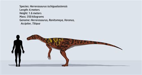 Herrerasaurus ischigualastensis by JatczakDraws on DeviantArt