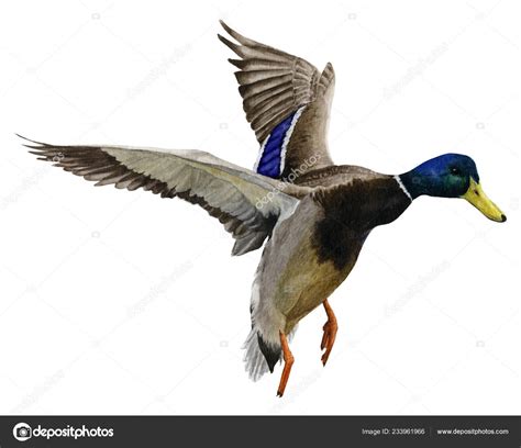 Picture Flying Drake Duck Hand Painted Watercolor Isolated White Background — Stock Photo ...