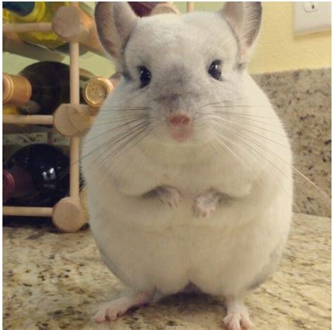 Cute chinchilla!! Fluffy Animals, Animals And Pets, Baby Animals, Chinchilla Baby, Mattis, Cute ...